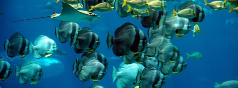 desalinizzazione