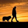 Ecco alcuni consigli su come comportarsi con il proprio cane in montanga
