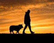 Ecco alcuni consigli su come comportarsi con il proprio cane in montanga