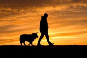 Ecco alcuni consigli su come comportarsi con il proprio cane in montanga